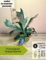 Платицериум Нидерландский, D12см Н30см, 1шт, Нидерланды