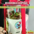 Венерина Мухоловка D12см, растение в подарочной коробке