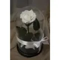 Стабилизированные цветы в стекле, Роза в колбе живая Premium белая, GIFT4YOU