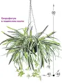 Искусственное растение Хлорофитум в кашпо для цветов подвесное от ФитоПарк, комнатный цветок хлорофитум