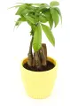 Пахира акватика Дерево Счастья высота 40-50 см в кашпо Эви VipSet 1,5л, цвет желтый, d14 см