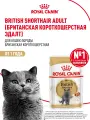 Влажный корм для кошек Royal Canin Adult для британской породы кусочки в соусе, 28 шт по 85 г