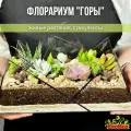 Флорариум с растениями готовый Горы суккуленты