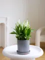 Cпатифиллум (женское счастье) d 16 см, h 30 см от бренда Margo Plants
