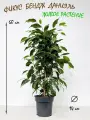 Фикус Бенджамина Даниэль в горшке, высота 55-60см
