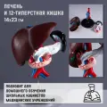 Анатомическая модель «Макет печени и 12-перстной кишки», 14×23 см