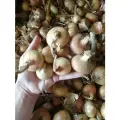 Лук семейный озимый/весенний 1кг.