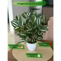 Искусственные цветы в горшке Традесканция в кашпо GreenHol, высота 35 см
