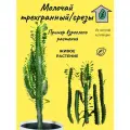 Молочай трехгранный (эуфорбия тригона) / срезы