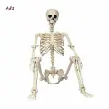 解剖学研究骨架 165 厘米，全长，万圣节装饰