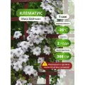 Клематис Мисс Бейтман, клематиса, вьющийся, морозостойкий