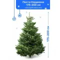 Пихта Нордмана Premium, новогодняя живая елка срезанная, 175-200 см