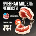 Cтоматологическая модель челюсти со съемными зубами 28Dent, анатомическая
