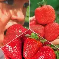 Комплект клубники Гиганты из 3 сортов / 15 шт, морозостойкие