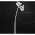 Компакт-диск EU Trentemoller - Dreamweaver