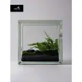 Флорариум стеклянный / экосистемы HEIS / Стеклоблок с папоротником / Window №2