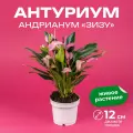 Антуриум Зизу высота 30-40 см в технологическом горшке d12 см