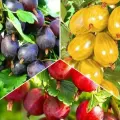 Комплект бесшипных крыжовников из 3 сортов / морозостойкие, высокоурожайные