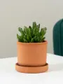 Geo Glass: Суккулент Крассула , комнатные растения в керамике , подарок 20 см