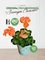 Герань(пеларгония) Люстра Салмон 25*12