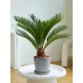 Растение пальма цикас в бетонном горшке h 50 см, d 21 см от бренда Margo plants