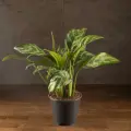 Аглаонема Мария 50/14