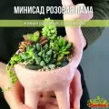 Минисад Розовая Лама с суккулентами