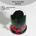 Стабилизированные цветы в стекле, Роза в колбе живая Bella черная, GIFT4YOU