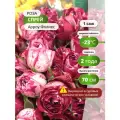 Роза спрей Арроу Фолиес, многолетняя, биколор, высота 60 см, 1 шт