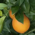 Апельсин Вашингтон Навел - Citrus sinensis Washington navel (двухлетний саженец ЗКС 40-70 см) / клубни, делёнки многолетних растений, корни / для дачи, сада, дома и балкона