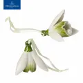 Набор пасхальных подвесок Mini Flower Bells Подснежник Villeroy & Boch, Фарфор, 2 шт.