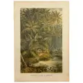 Хромолитография Кокосовые пальмы на Цейлоне, 16.5*25 см, гравер Ernst Heyn, 1860-1890 гг, Германия
