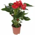 Растение Антуриум чемпион микс D9 см H25 см