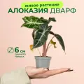 Алоказия дварф высота 10-15см в горшке d6см