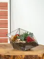 Geo Glass: Флорариум с суккулентами , ваза для флорариума Лодка , суккуленты живые