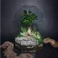 Флорариум с фикусом гинсенг от Flolefor Сад души, бонсай, 20х20х30 см (ДхШхВ)
