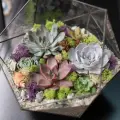 Флорариум с суккулентами L икос King Florik