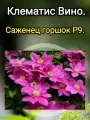 Клематис Вино
