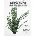 Эвкалипт стабилизированный для декора сухоцвет