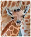 Набор алмазной мозаики Жираф, размер 37х50см, 47 цветов