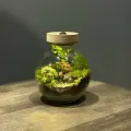 «Джангл мини» - небольшой флорариум с живыми растениями и свежим мхом/комплектуется беспроводной подсветкой