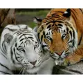 Алмазная мозаика на подрамнике/ Картина стразами Тигры, 50х65 см, сложность 5