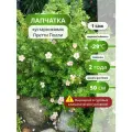 Лапчатка кустарниковая Претти Полли (Pretty Polly) / лапчатки
