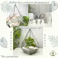 Набор для создания флорариума: форма Капелька M, средняя, собери сам