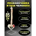 Анатомическая модель позвоночника и таза человека с мышцами 85 см в натуральную величину, на подставке