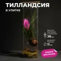Флорариум Тилландсия в улитке высота 35см в стеклянной колбе