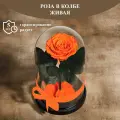 Стабилизированные цветы в стекле, Роза в колбе живая Glamur Plus оранжевая 27x16,5 см, GIFT4YOU