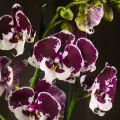 Орхидея Фаленопсис Биг Лип бело-фиолетовая 2 ст