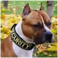 Ошейник с вышивкой для собак DOGTON. Подходит для прогулки и дрессировки. Сварная фурнитура. Обхват шеи 43-57 см.