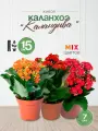 Каланхое Каландива махровое цветущее микс расцветок 25*10